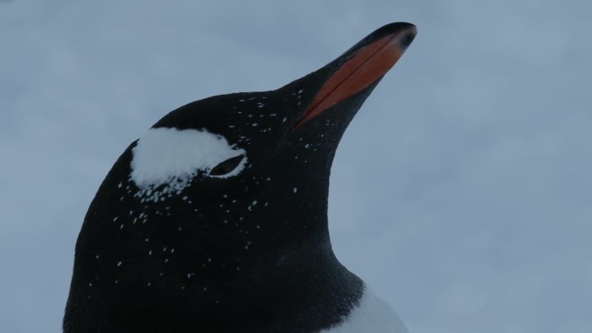 A penguin looks around in the snow