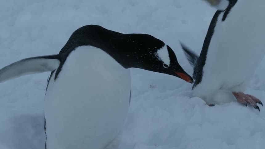Penguins turn around and walk on the snowy ground