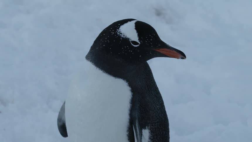 A penguin looks around in the snow