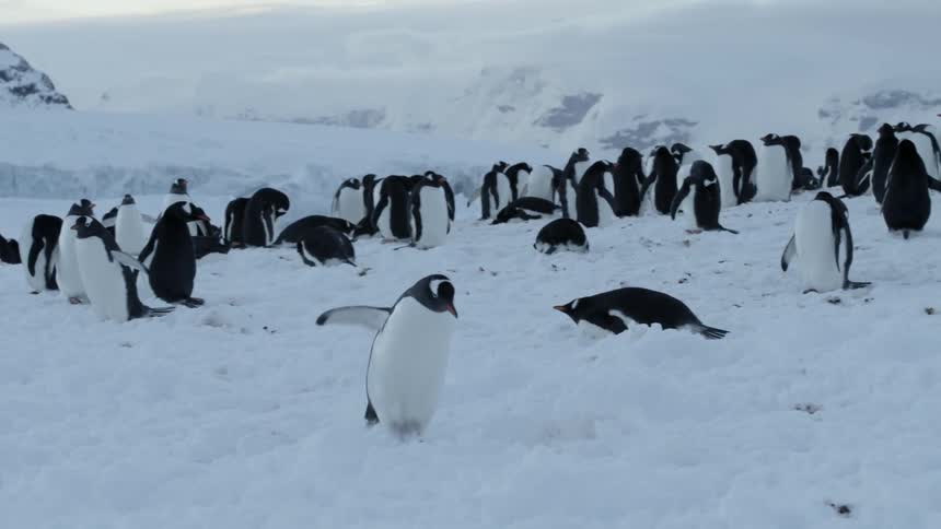 A penguin walks over snow near other penguins