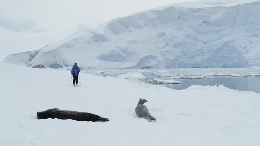 A man walks through the snow towards two seals