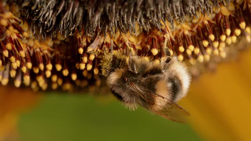 Bee clings to a flower as it collects nectar and pollen