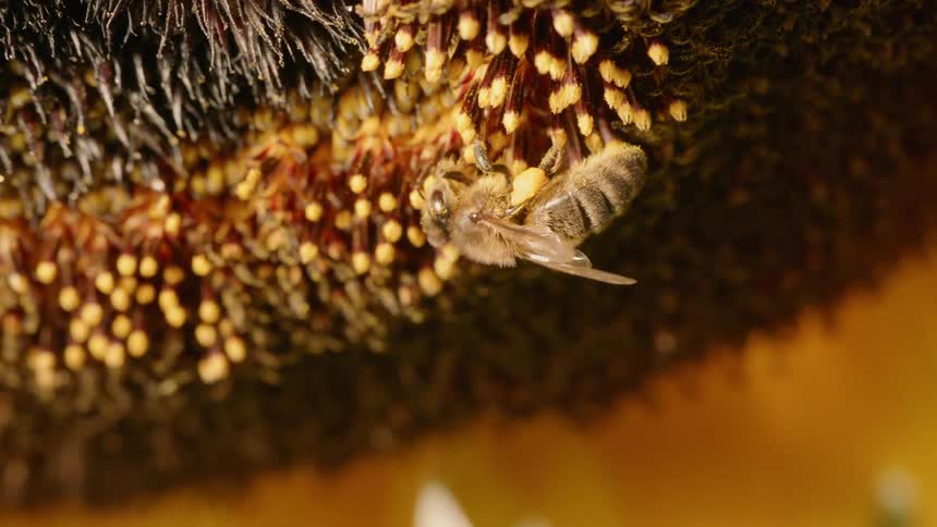 Bee clings to a flower as it collects pollen