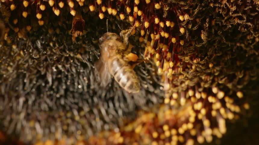 A bee gathers pollen from a flower