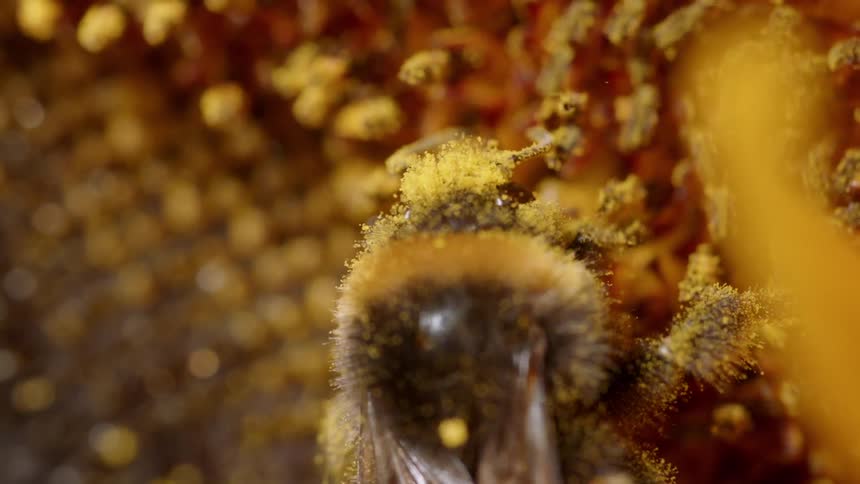 Bee collects pollen from a flower