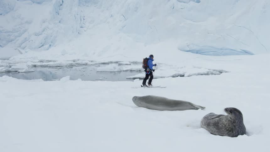 A man is skiing past two sea lions resting in the snow during the day