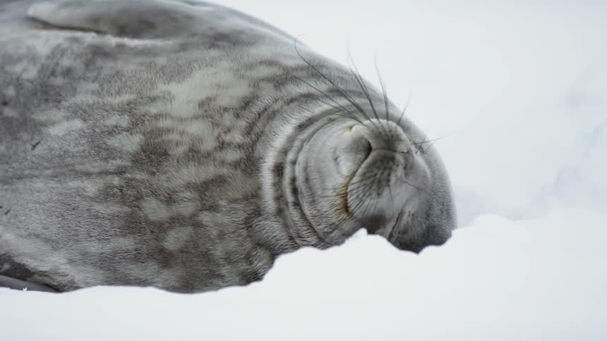 A seal lies in the snow and yawns