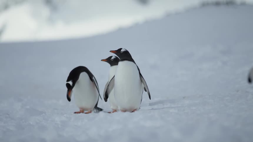 Penguins stand together in the snow