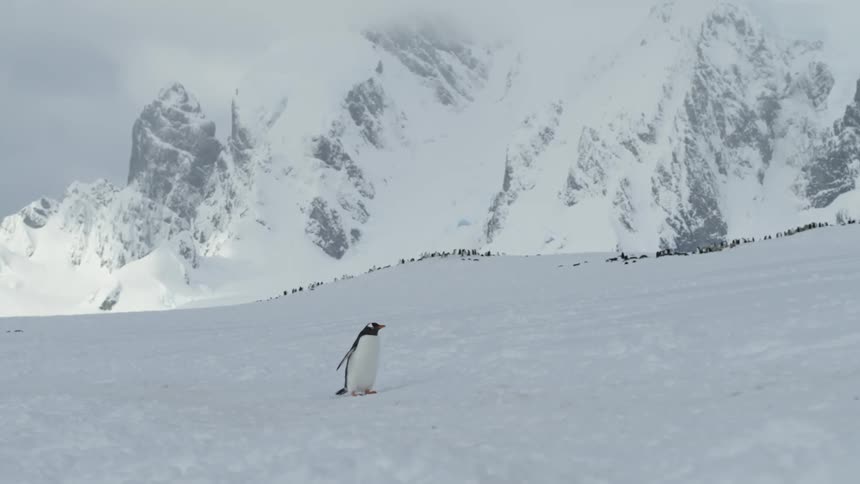 A solo penguin walks on snowy ground in the Antarctic wilderness