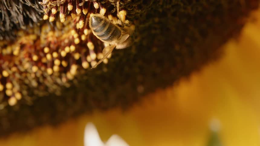 Bees crawl over the flower on a sunny day