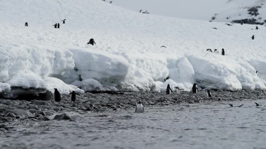 Penguins swim in the water and waddle on the shore
