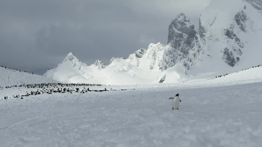 A penguin waddles away from colony in the snow with epic backdrop