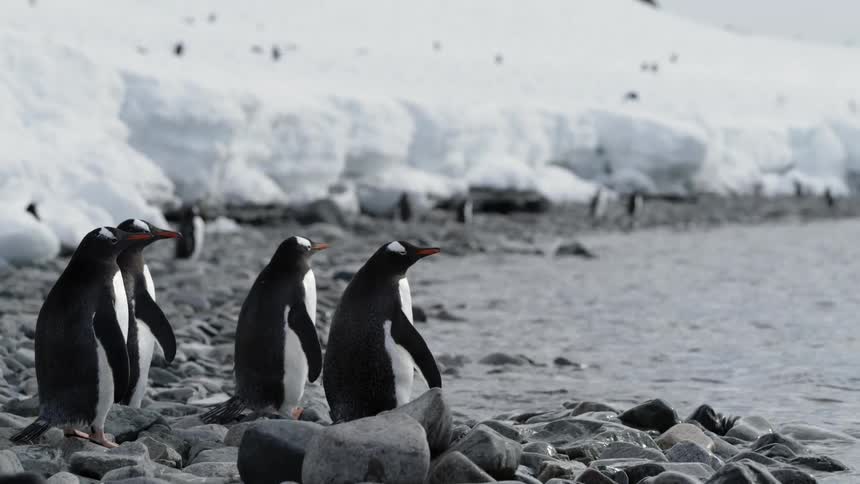 Penguins stand on a rocky shoreline