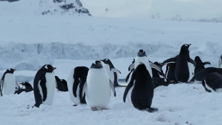 Penguins are gathered on snowy ground