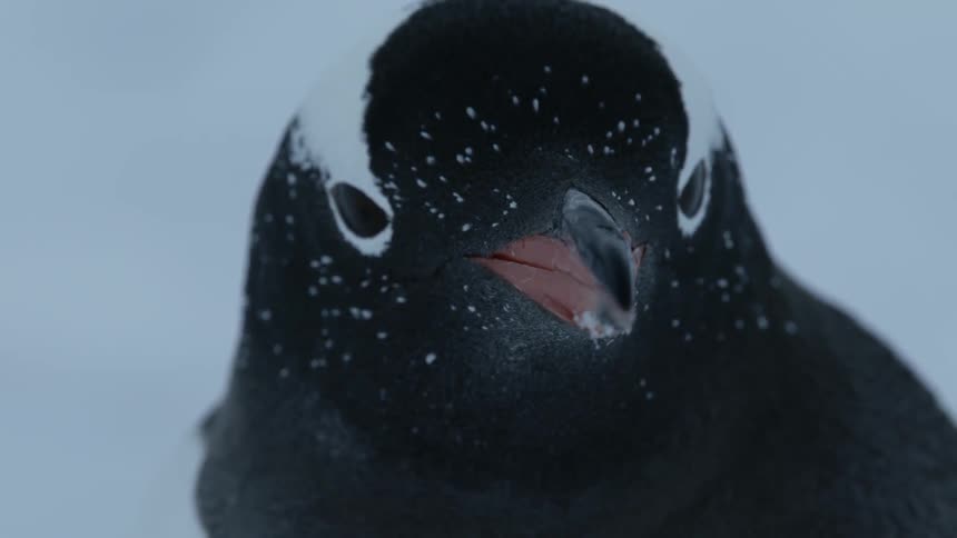 A tight shot of a penguin looking around in the snow