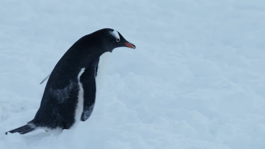 A penguin waddles across snow