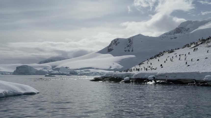 Penguins stand on the side of the flowing antarctic waters