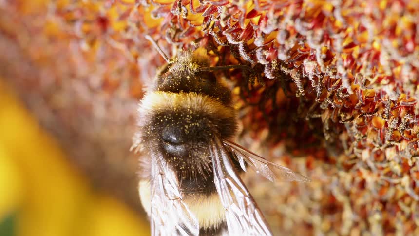 A bee pollinates a flower