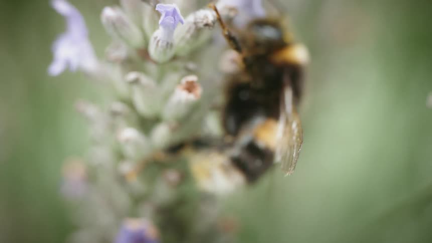 A bee gathers pollen from a flower