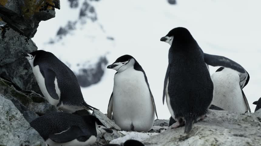 Penguins stand on a rock while one penguin yawns