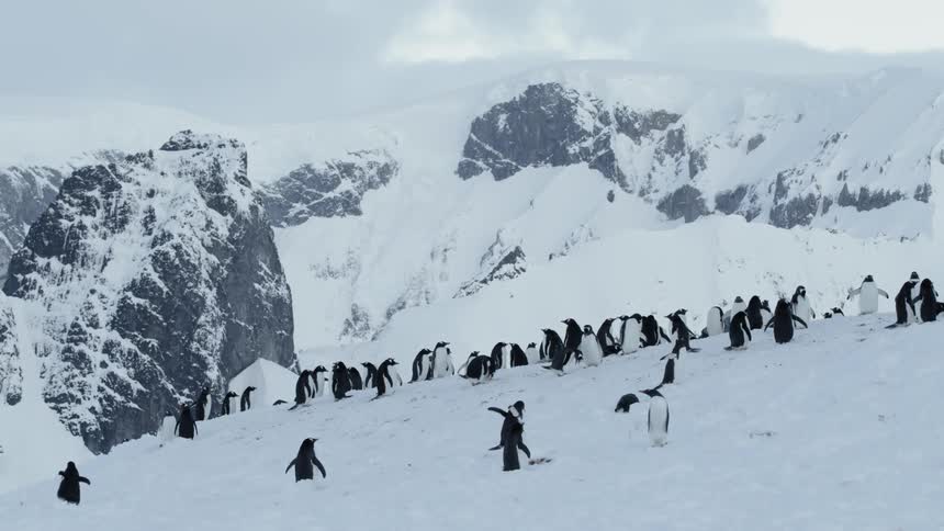Penguins waddle through the snow near the mountains