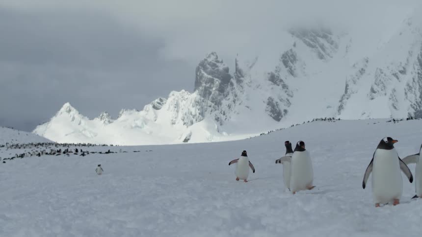 A group of penguins waddle through the snow