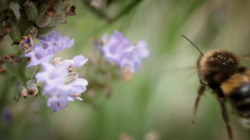 A bee pollinates a flower