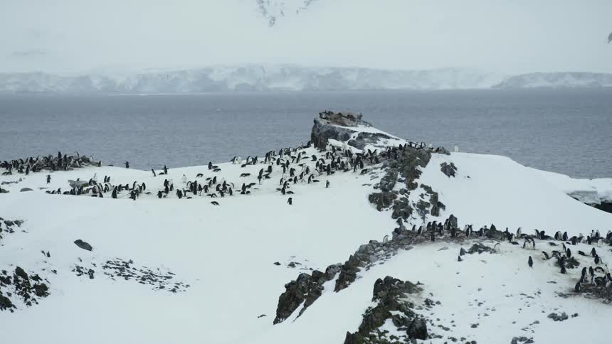A large group of penguins gather on the snow covered shore