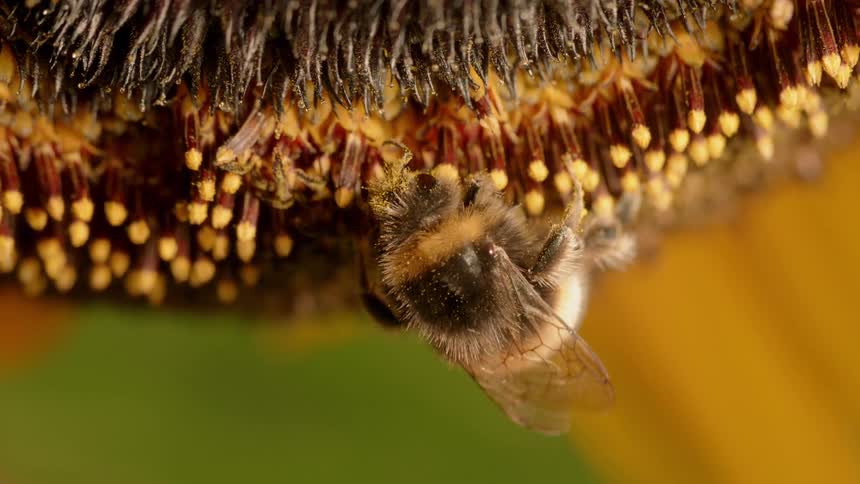 A bee clings to a flower as he eats