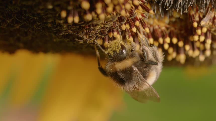 Bee clings to a flower as it collects nectar and pollen