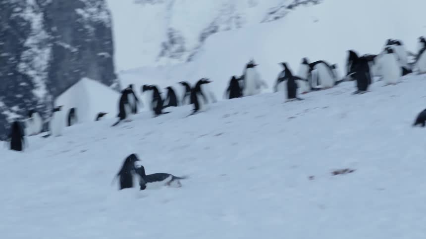 A penguin slides down snow on its stomach