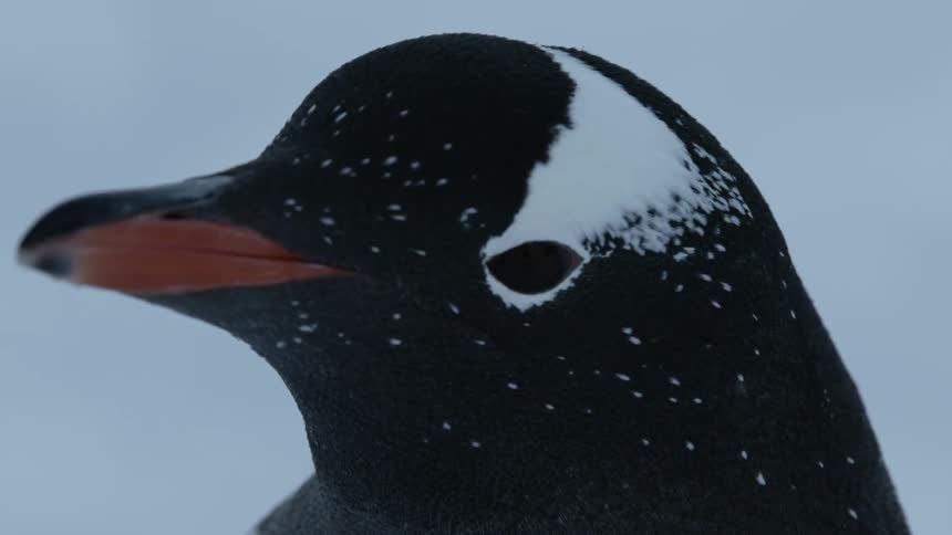 Super closeup of a Gentoo Penguin as it looks around