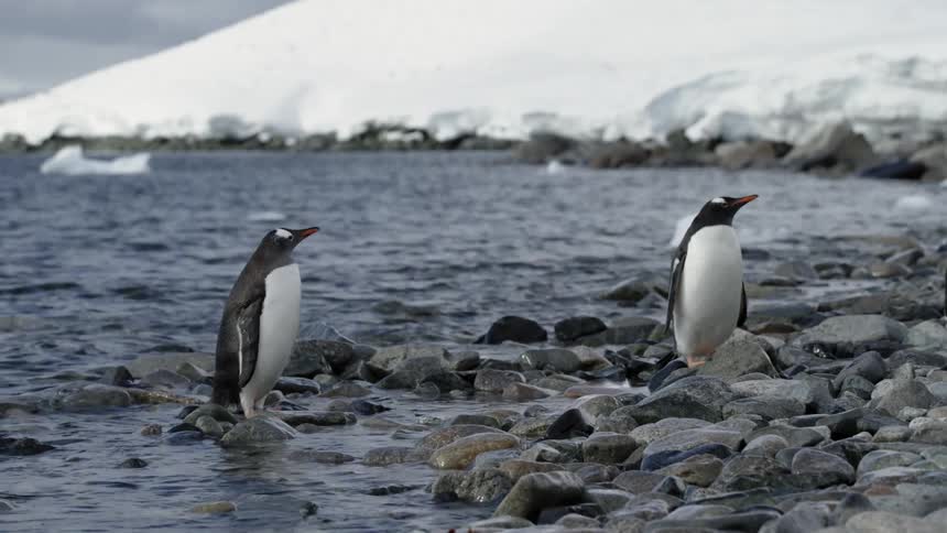 Two penguins stand on theshore in antarctica
