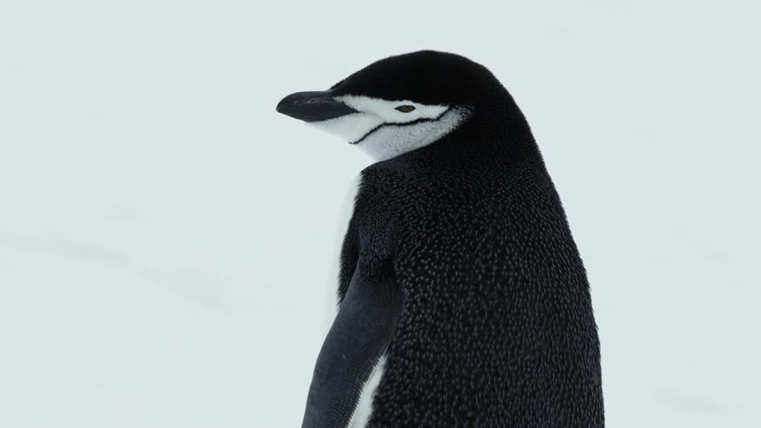 A penguin stands on snow