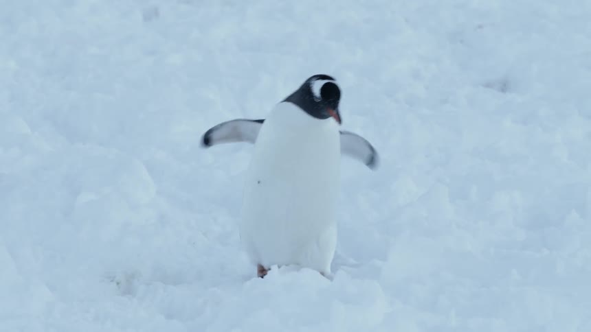 A penguin waddles in the snow