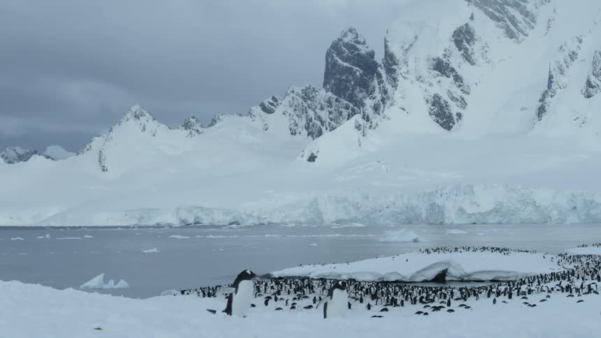 Penguins are walking and huddling in a group on a snowy coastline