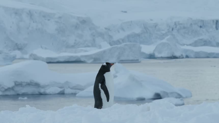 A penguin shakes itself in front or icebergs