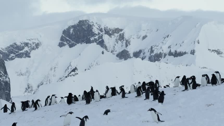 Penguins gather together in the snow