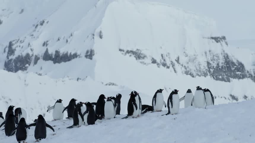 A group of penguins gather together in the snow