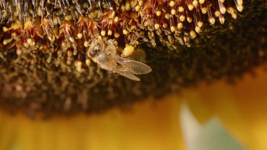 A bee gathers pollen from a sunflower