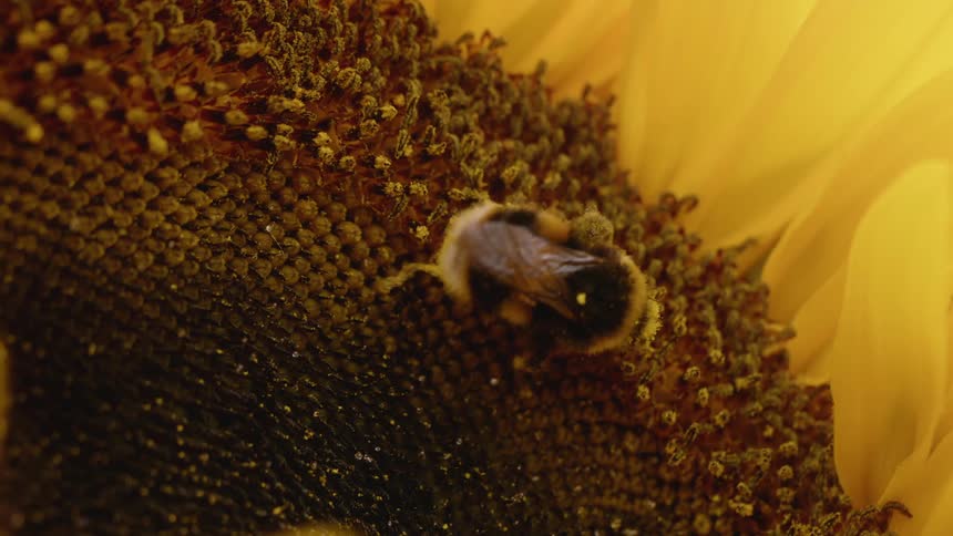 A bee on the center of a sunflower