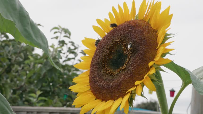 Bees collect pollen from a sunflower