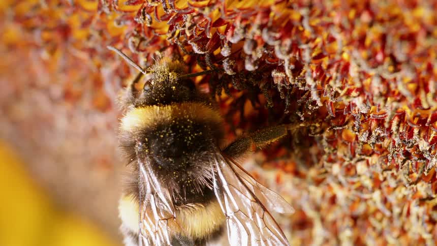 A bee gathers pollen from a flower