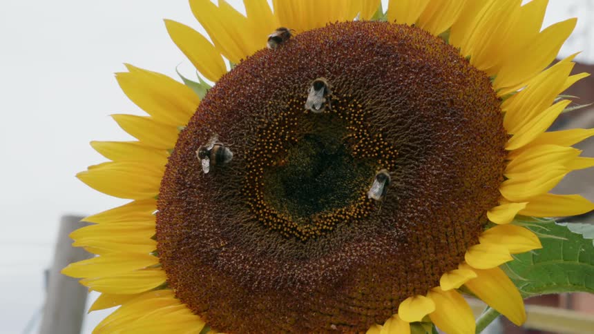 Bees are harvesting pollen from a sunflower outside in daylight