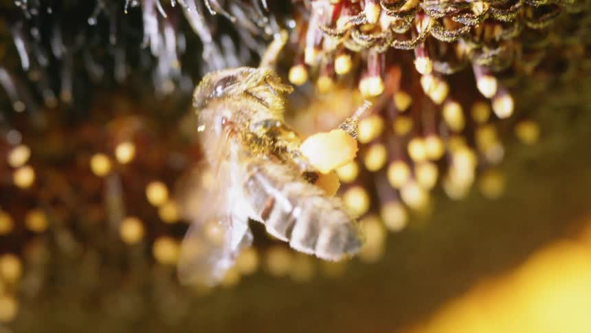 Bee falls away from a flower