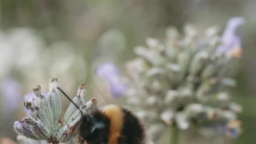 A bee gathers pollen from flowers