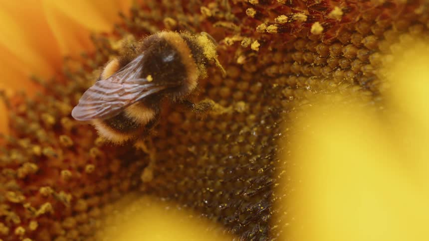 A bee pollinates a flower