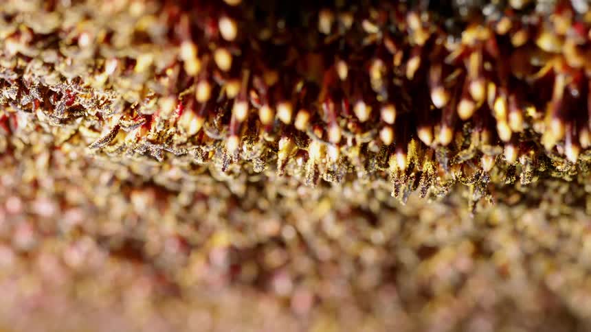 Pollen covers a sunflower