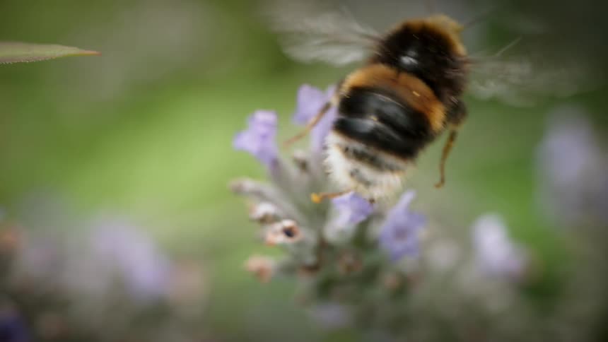 Bee flaps its wings as he flies away from a flower