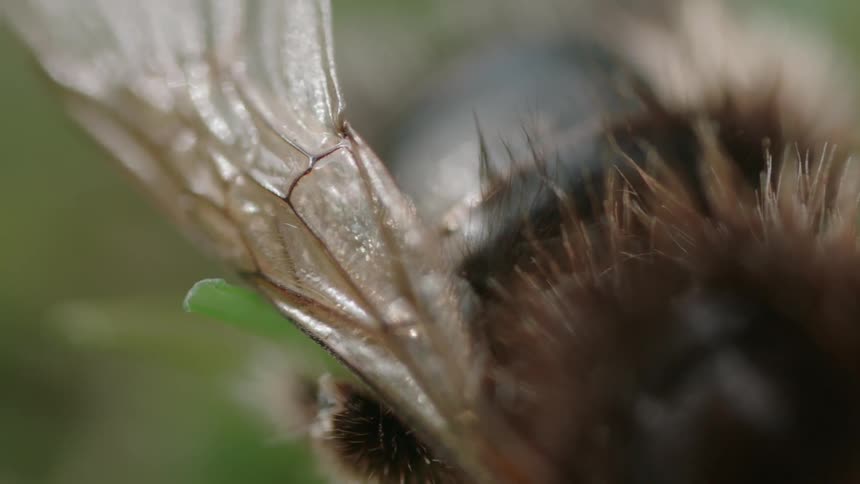 A bee is resting on a flower in daylight